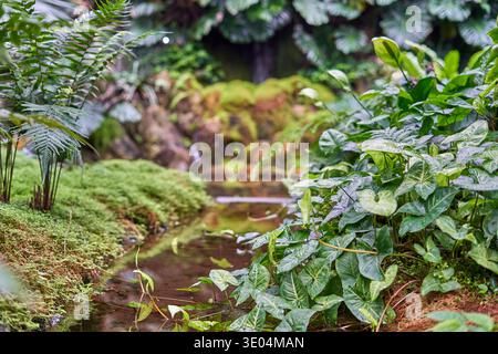 Un ruisseau tranquille serpente à travers une végétation dense et luxuriante dans un environnement tropical ou subtropical. La scène présente une couverture de mousse verte éclatante... Banque D'Images