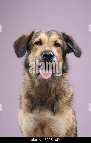 Le chien est assis droit, la bouche légèrement ouverte et la langue visible. Son regard est dirigé vers le haut. Banque D'Images