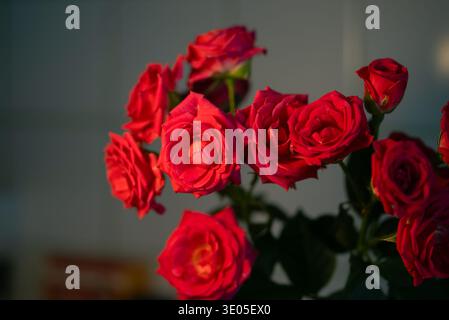 Roses rouges affichant une couleur vibrante avec des pétales délicats, créant un bel arrangement floral, dépeignant des concepts d'amour, de passion et de beauté naturelle Banque D'Images