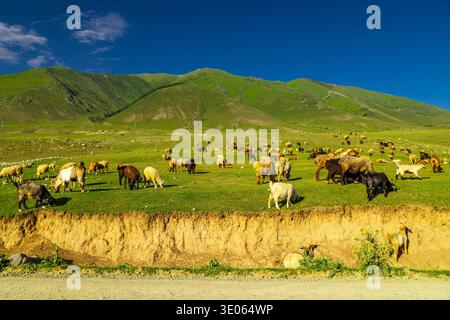 Le troupeau de moutons et de chèvres pèle paisiblement sur les collines verdoyantes du Kirghizistan. Le ciel bleu clair améliore l'atmosphère rurale sereine pendant la journée. Banque D'Images