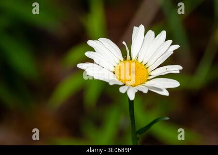 Une seule Marguerite blanche Banque D'Images