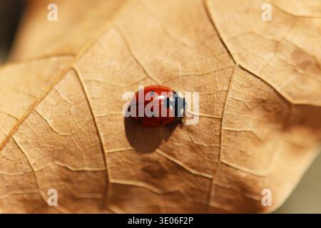 Gros plan photo d'une coccinelle à sept taches sur une feuille sèche tombée au début du printemps Banque D'Images