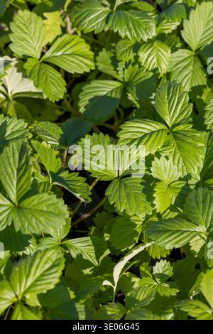 plants de fraises avec des feuilles vertes avant la plantation dans le champ, un grand nombre de pousses de fraises poussant ensemble par temps chaud et ensoleillé, clo Banque D'Images