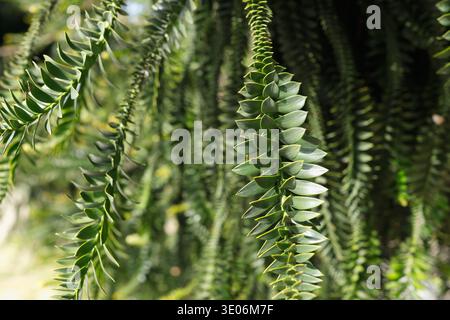 Branches géométriques du pin Araucaria bidwillii Bunya dans le jardin botanique. Gros plan détaillé présentant des ramifications symétriques uniques et nettes Banque D'Images