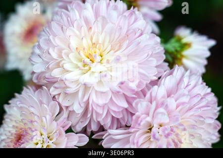 Vue à mise au point douce de plusieurs chrysanthèmes rose pâle fleurissant dans un jardin, mettant en valeur des détails complexes de pétales et un dégradé de couleurs doux Banque D'Images