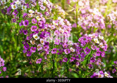 Une vue détaillée des fleurs douces d'alyssum, mettant en valeur leurs pétales délicats et leurs couleurs vibrantes sur un fond vert doux avec un filtre de lumière chaude du soleil Banque D'Images