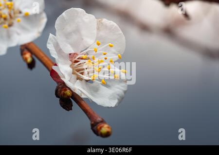 Photo macro d'une fleur d'abricot fleurissant sur une brindille, mettant en valeur ses détails complexes et ses anthères jaunes éclatantes sur un fond discret Banque D'Images