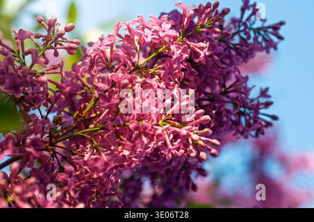 De délicates grappes de petites fleurs de lilas en forme d'étoile dans des tons de rose et de violet sont capturées dans les moindres détails avec un arrière-plan bokeh doux Banque D'Images