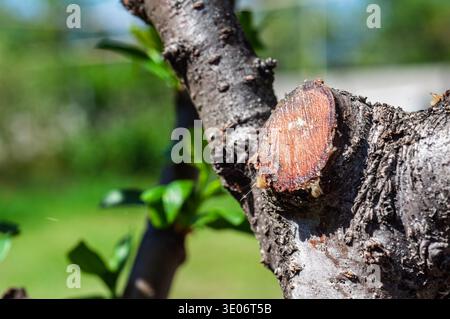 La texture détaillée de l'écorce et la coupe fraîche sur une branche d'arbre sont visibles, avec de nouvelles feuilles vertes émergeant en arrière-plan Banque D'Images