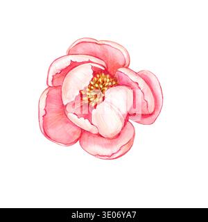 Fleur de pivoine rose aquarelle. Fleur vintage convient à la création de cartes postales, emballages, autocollants. Les illustrations sont réalisées à l'aquarelle Banque D'Images