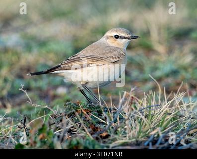 Isabelline Wheatear (enanthe isabellina) Paphos, Chypre Banque D'Images