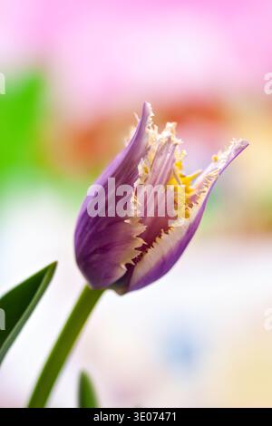 Gros plan élégant d'une tulipe à franges violettes sur un fond pastel doux, idéal pour les motifs floraux minimaux, l'image de marque printanière et le bota moderne Banque D'Images