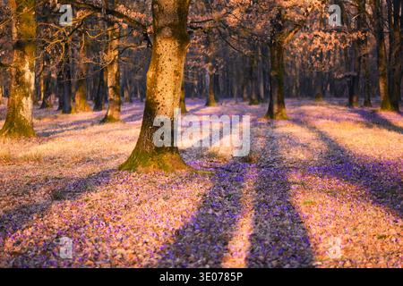 Lumière dorée illuminant le sol forestier rempli de crocus violets en fleurs. Lumière chaude du soir, fleurs forestières printanières, paysage naturel Banque D'Images