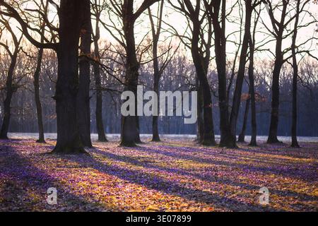 Crocus violets poussant sous de grands arbres dans un défrichement forestier tranquille. Scène de la nature printanière, fleurs sauvages dans l'habitat boisé, floraison saisonnière Banque D'Images