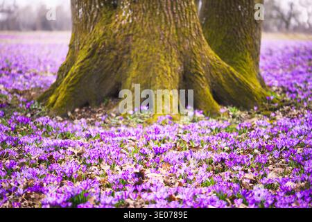 Crocus violets recouvrant le plancher forestier autour du grand tronc d'arbre au début du printemps. Fleurs boisées, tapis naturel de fleurs, paysage naturel saisonnier Banque D'Images