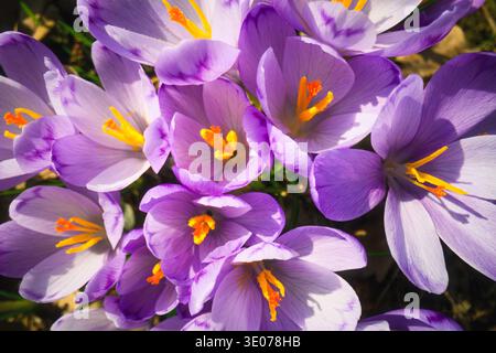 Gros plan de fleurs de crocus violettes avec étamines orange vif au soleil. Macro fleur de printemps, détails botaniques, pétales vibrants Banque D'Images