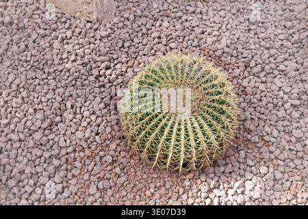 Vue de dessus de Golden Barrel Cactus sur gravier volcanique brun. Plan en grand angle d'Echinocactus grusonii parfaitement symétrique avec un jaune vif Banque D'Images