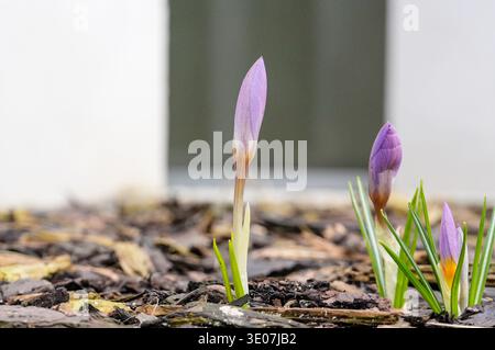 Gros plan de crocus violets poussant dans le jardin, mise au point sélective Banque D'Images