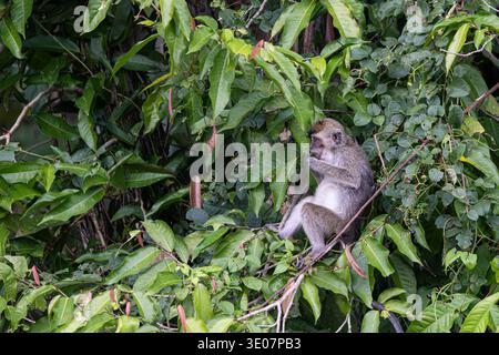 Macaque à longue queue (Macaca fascicularis) assis dans la végétation de la forêt tropicale le long de la rivière Kinabatangan, Sabah, Bornéo, Malaisie, dans un habitat naturel Banque D'Images