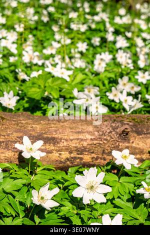 Belles anémones de bois fleurissant au début du printemps Banque D'Images