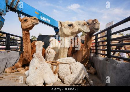 Au grand marché de chameaux de Buraida / Buraydah, Arabie Saoudite Banque D'Images