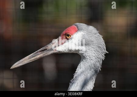 portrait, gris, grue blanche, chapeau rouge, long bec tranchant, profil (macro, gros plan) Banque D'Images