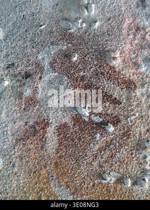 Cette pièce photographique abstraite du XXIe siècle présente un gros plan d’une surface texturée et altérée, peut-être en béton ou en roche. Il affiche des taches de blanc et de brun rougeâtre, créant un motif naturel et vieilli qui rappelle les matériaux vieillis ou la croissance organique. Banque D'Images