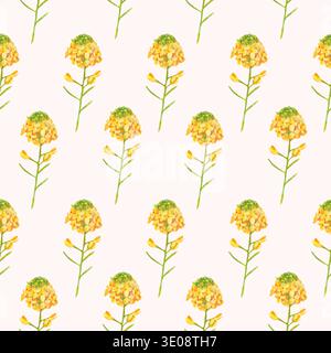Motif aquarelle sans couture avec des fleurs de moutarde jaune ou de colza sur blanc. Branches délicates avec de minuscules fleurs disposées. Parfait pour la cuisine Banque D'Images