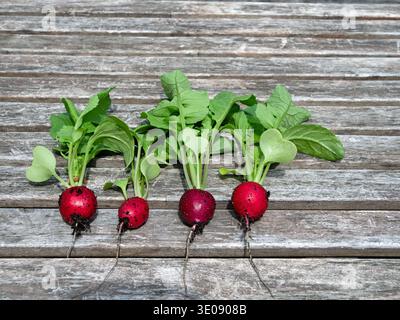 Quatre radis fraîchement récoltés, Raphanus sativus, reposent sur une vieille table en bois. Banque D'Images
