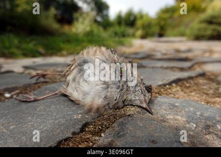 Mouche verte (Lucilia sericata) sur un dunnock mort (Prunella modularis) dans le jardin Banque D'Images