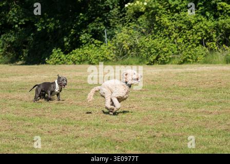 Labradoodle et American Staffordshire Terrier s'amusent dans la prairie Banque D'Images