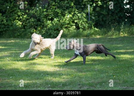 Labradoodle et American Staffordshire Terrier s'amusent dans la prairie Banque D'Images