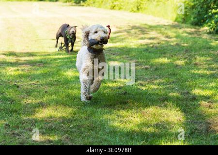 Labradoodle et American Staffordshire Terrier s'amusent dans la prairie Banque D'Images