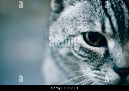 Portrait d'un chat mongrel tabby argenté Banque D'Images
