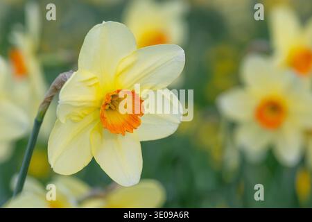 Gros plan d'une belle petite fleur de jonquille blanche et orange en forme de cuvette qui fleurit en mars. Banque D'Images
