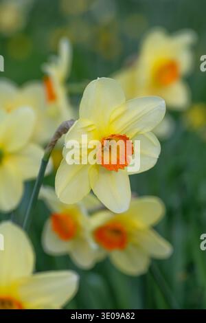Gros plan d'une belle petite fleur de jonquille blanche et orange en forme de cuvette qui fleurit en mars. Banque D'Images