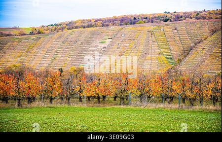 Cerisiers aux feuilles d'automne devant un vignoble automnal Banque D'Images