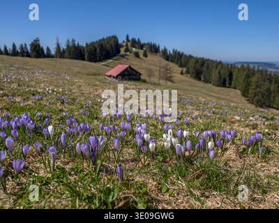 Crocus fleurit sur le Hündle près d'Oberstaufen dans le Allgäu Banque D'Images