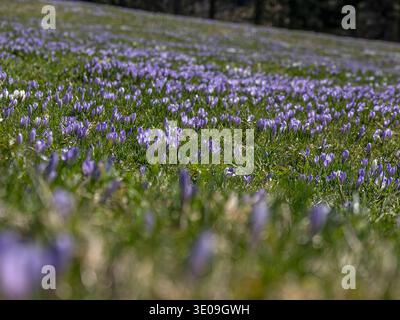 Crocus fleurit sur le Hündle près d'Oberstaufen dans le Allgäu Banque D'Images