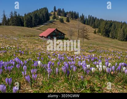 Crocus fleurit sur le Hündle près d'Oberstaufen dans le Allgäu Banque D'Images