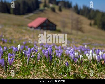 Crocus fleurit sur le Hündle près d'Oberstaufen dans le Allgäu Banque D'Images