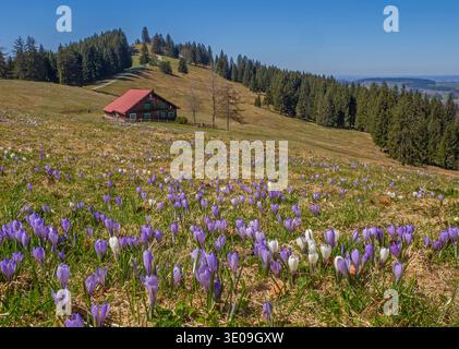 Crocus fleurit sur le Hündle près d'Oberstaufen dans le Allgäu Banque D'Images