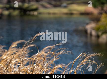 Les herbes ornementales au bord de l'eau ondulent dans la brise Banque D'Images