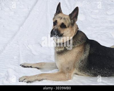 Un Berger allemand est allongé sur la neige car il aime le froid et interagit avec son maître pendant les séances d'entraînement et les heures de jeu. Banque D'Images