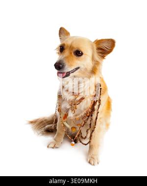 Spitz chien avec colliers sur fond blanc Banque D'Images