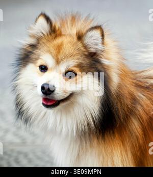 Portrait d'un chien Pomeranian avec drôle de sourire. Banque D'Images
