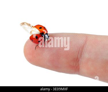 Macro d'une coccinelle assis sur le doigt isolé sur fond blanc Banque D'Images