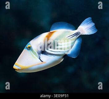 Rhinecanthus aculeatus aculeatus (lagune), également connu sous le nom de balistes Picasso. La vie de la mer. Banque D'Images