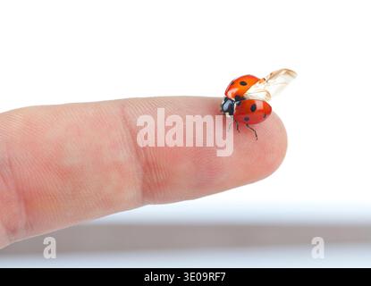 Macro d'une coccinelle assis sur le doigt isolé sur fond blanc Banque D'Images