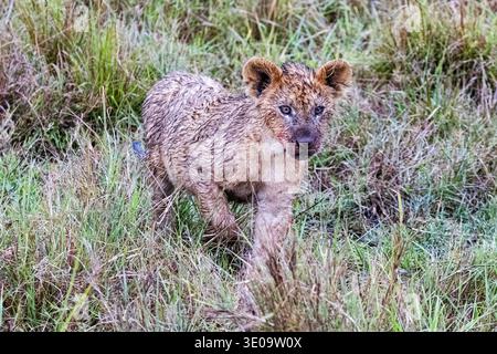 Petit lion africain, Panthera leo. Masai Mara, Kenya, Afrique Banque D'Images